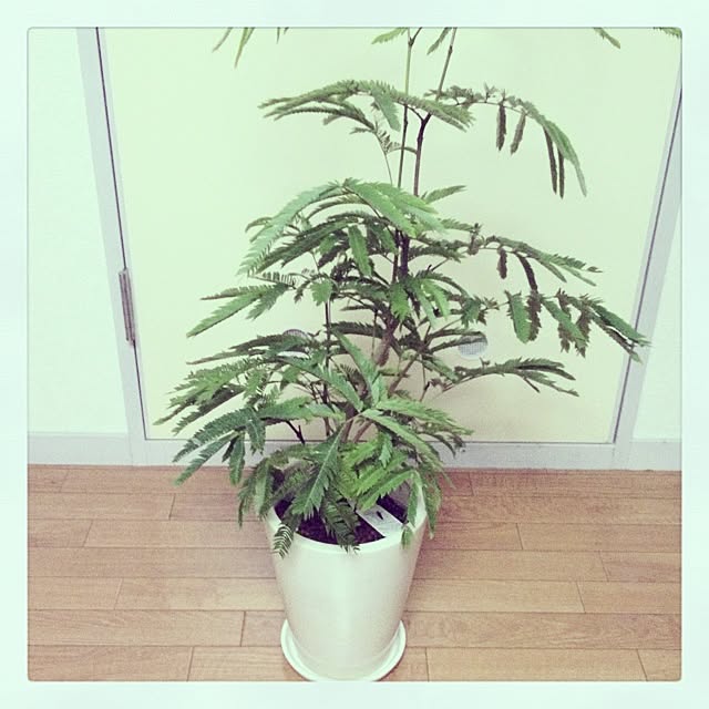 ベッド周り/植物のインテリア実例 - 2013-04-17 08:02:34