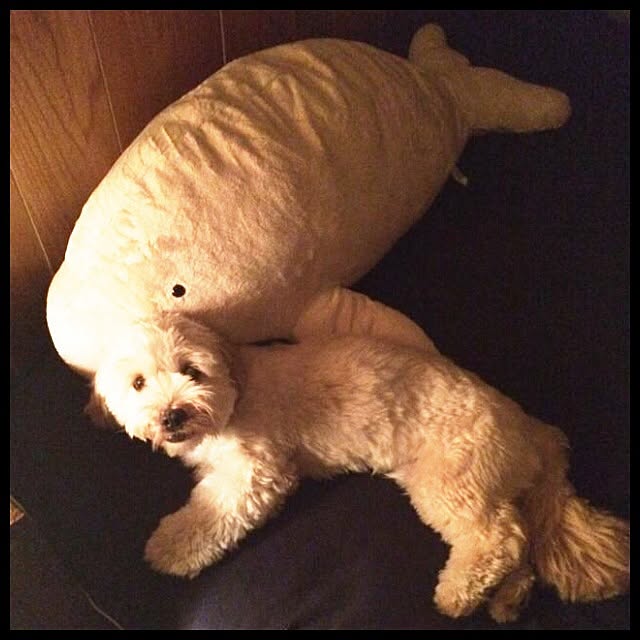 ichichiさんの実例写真