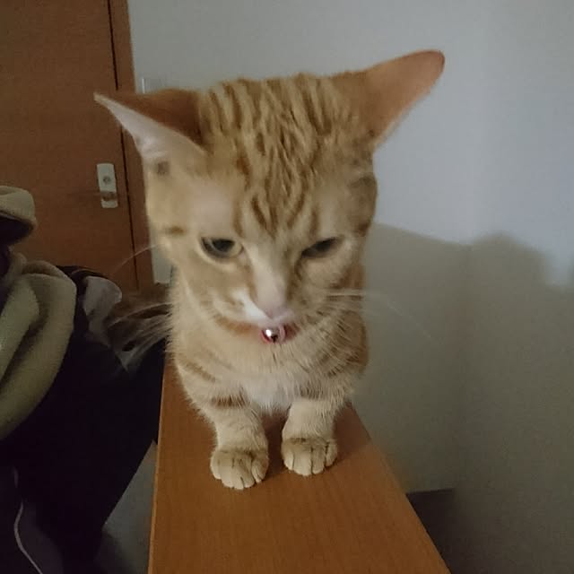 shinobuさんの実例写真