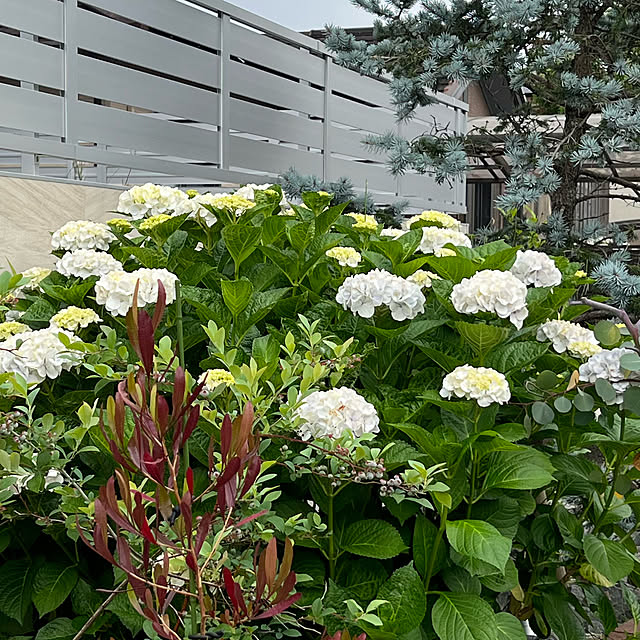 Satoさんの実例写真