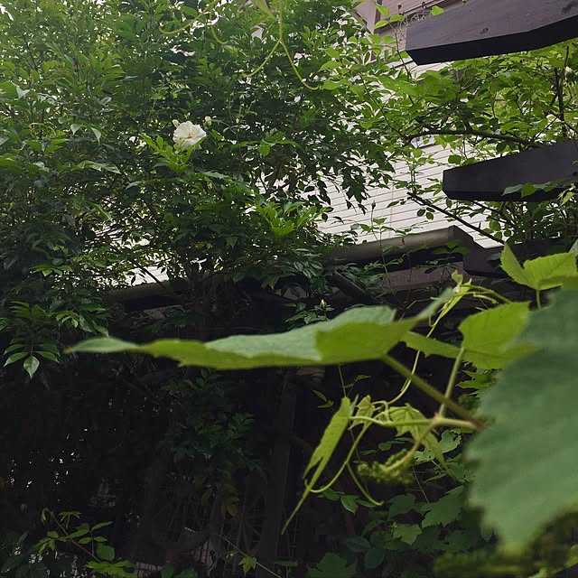 butachanさんの実例写真