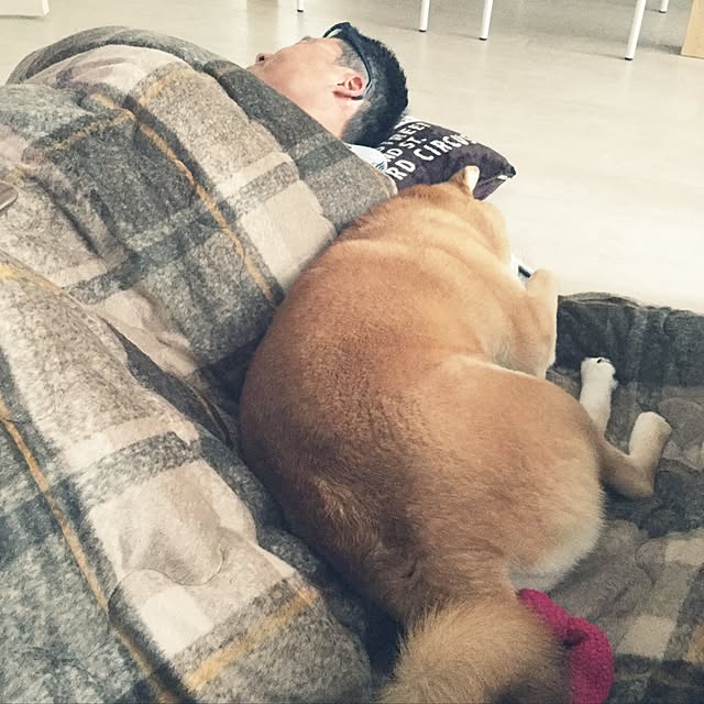 araibaさんの実例写真