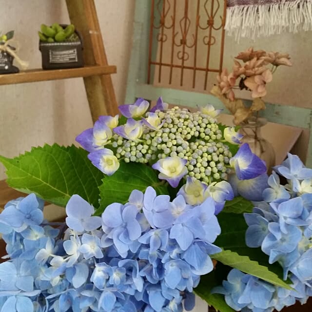hitomiさんの実例写真