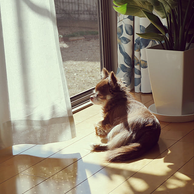 nashikouさんの実例写真