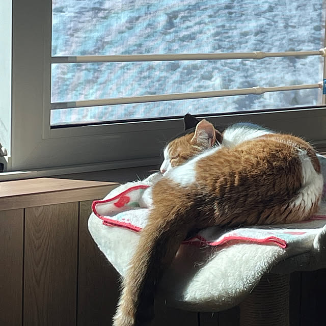 sce.32さんの実例写真