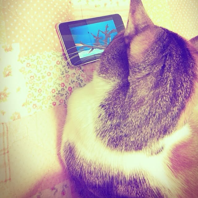 meriiさんの実例写真