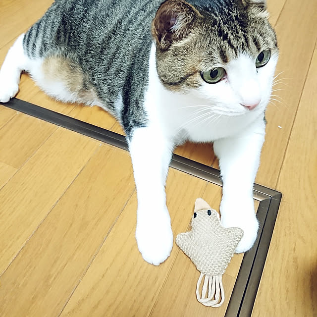 nachiさんの実例写真