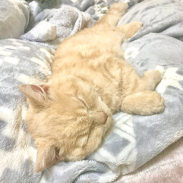naokoさんの実例写真