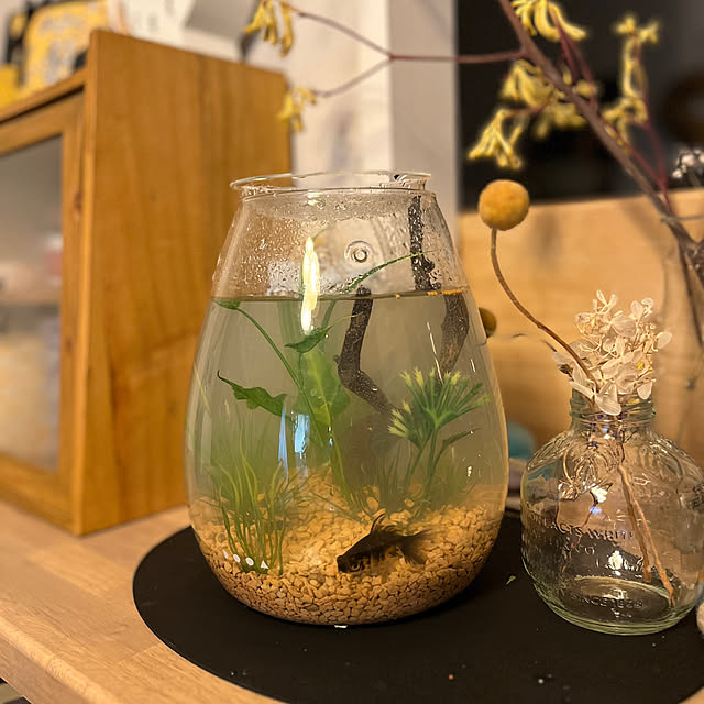 棚/金魚鉢/柳出目金/いつか本物を！/人工水草...などのインテリア実例 - 2024-08-07 17:58:20