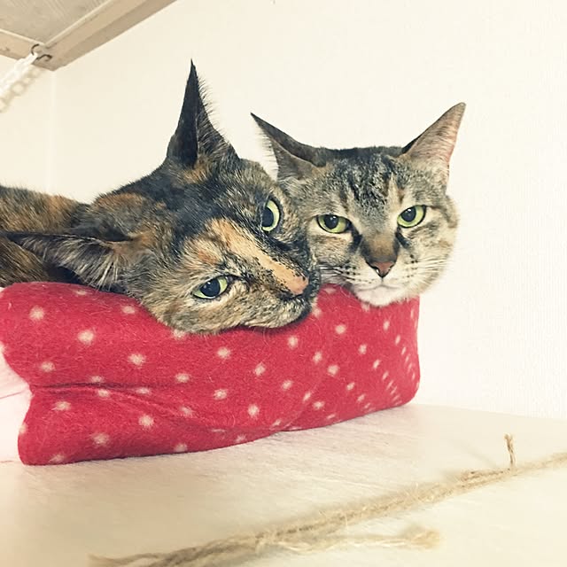 棚/キャットウォーク/賃貸/猫との生活/一人暮らし...などのインテリア実例 - 2016-05-04 14:42:17