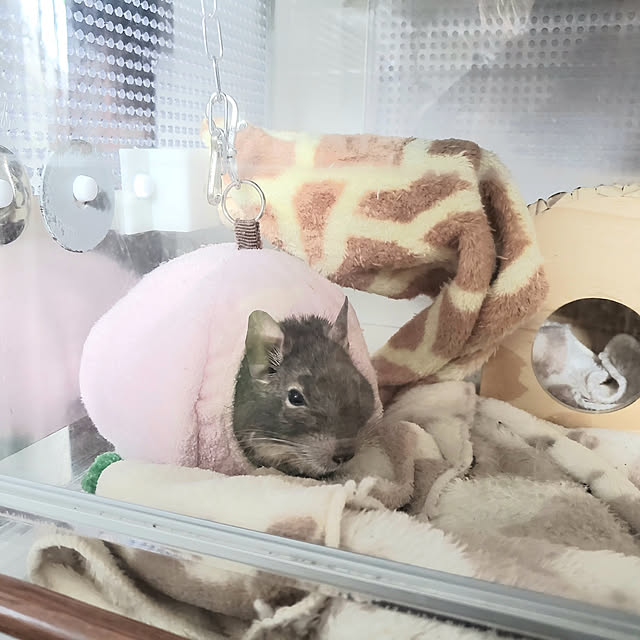 KOHAKUさんの実例写真