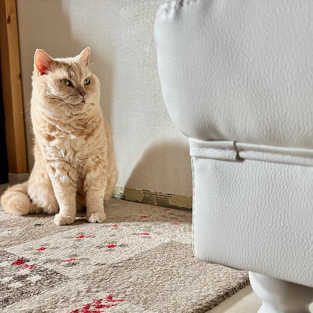 naokoさんの実例写真