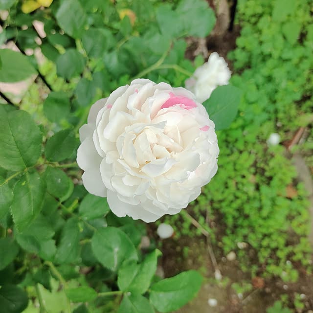 kiraさんの部屋