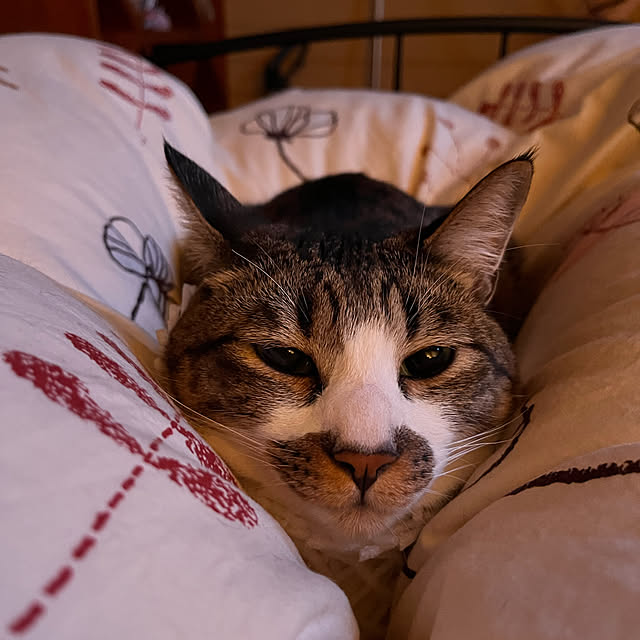 jijiさんの実例写真
