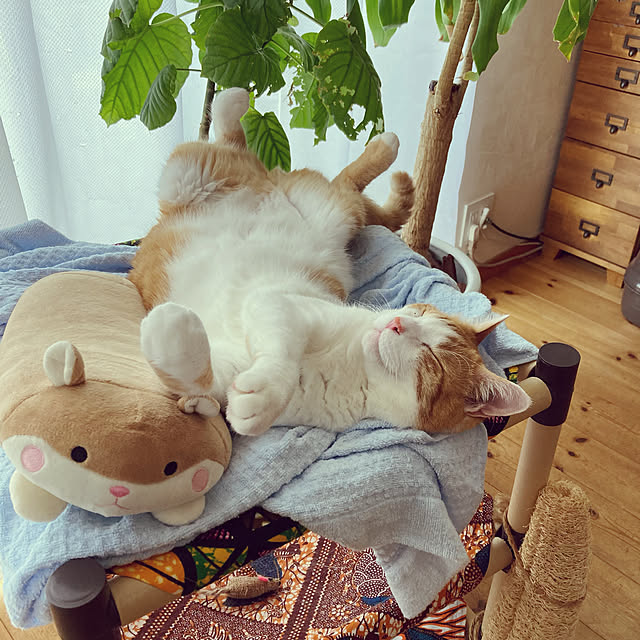 naporiさんの実例写真