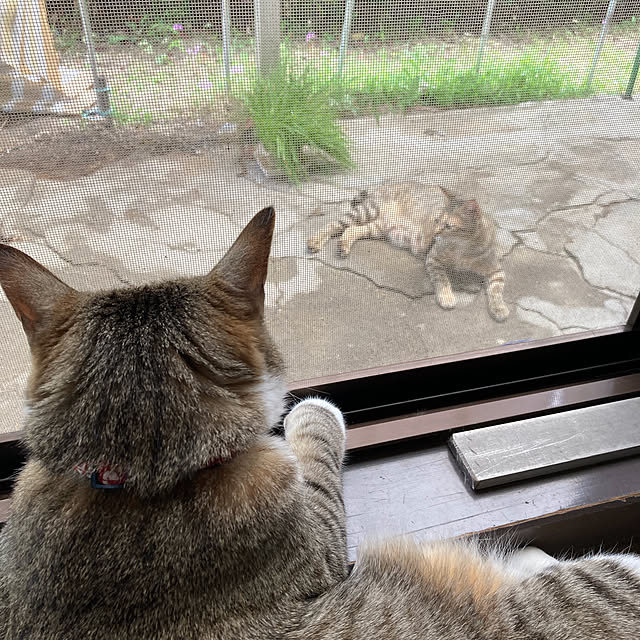 maru8miru3ririさんの実例写真