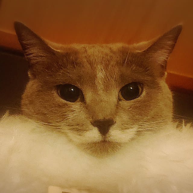 chondyさんの実例写真