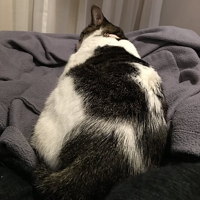Shihoさんの実例写真