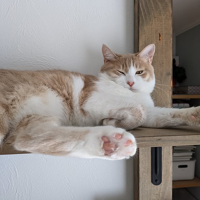 csさんの実例写真