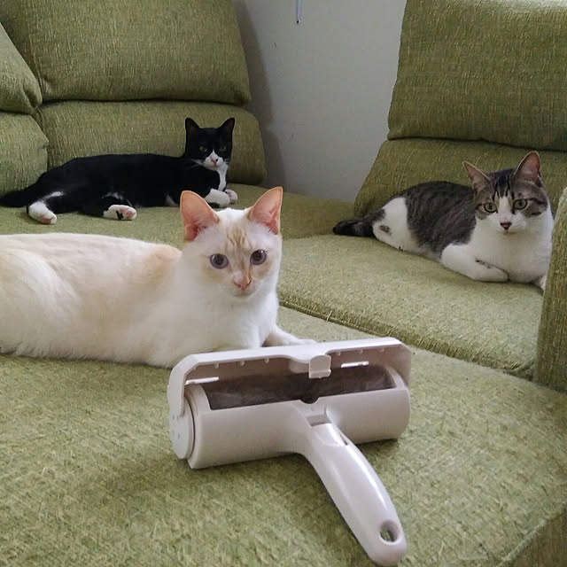 Gomaさんの実例写真