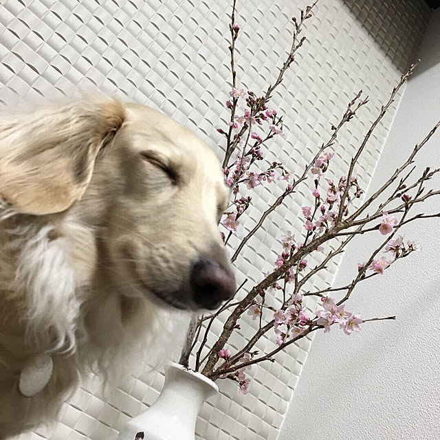 miro_n_chiさんの実例写真