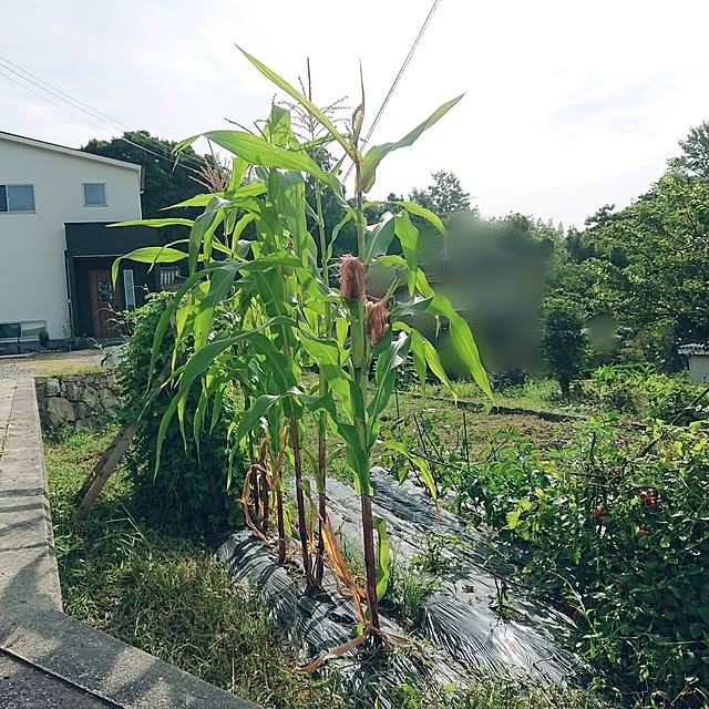 ri-eさんの実例写真