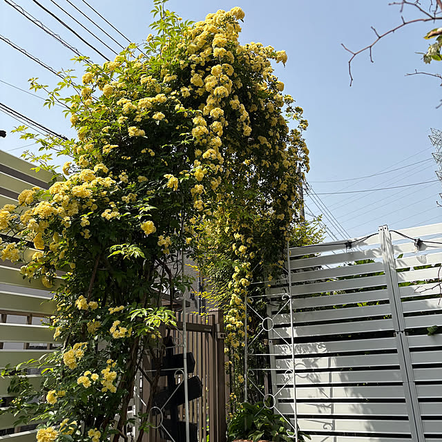 onokenkoさんの部屋