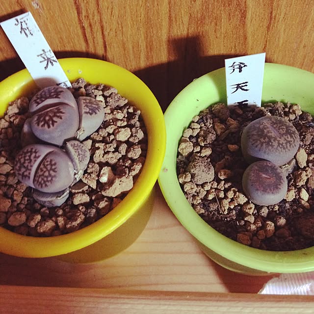 Makiさんの実例写真