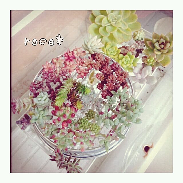 rocoさんの実例写真