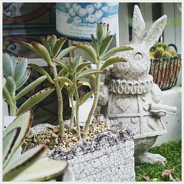 akkoさんの実例写真