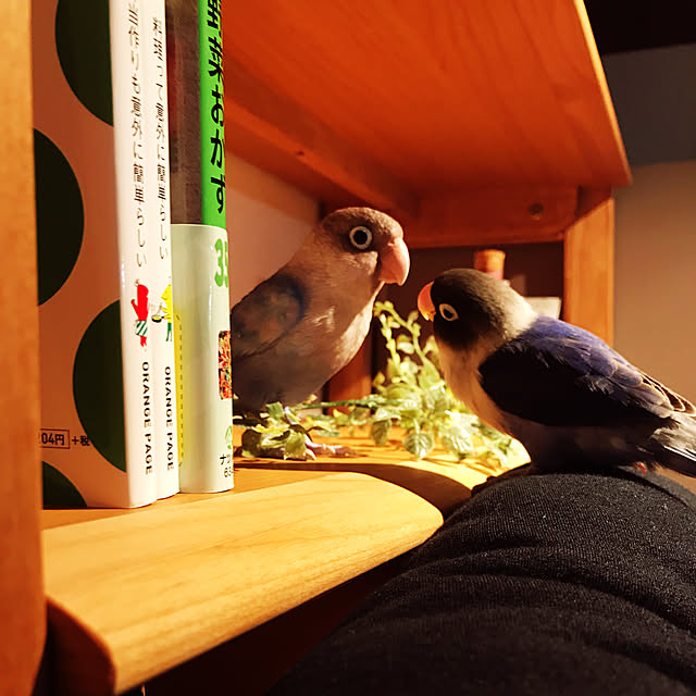 retsuさんの実例写真