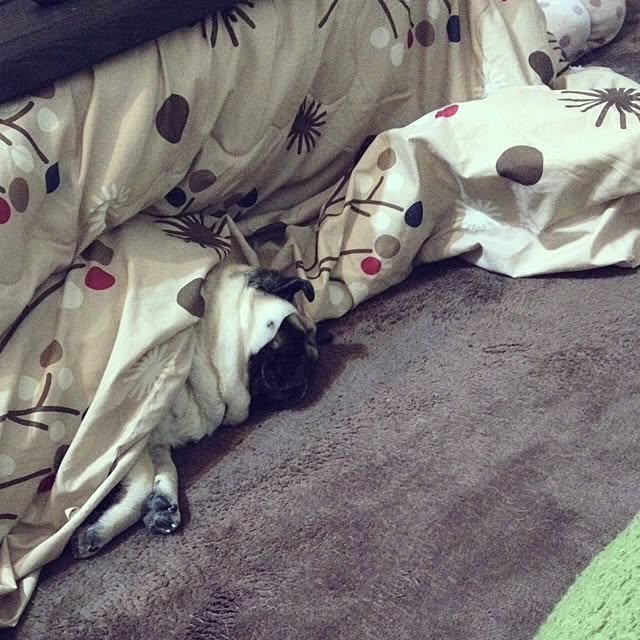 aiさんの実例写真
