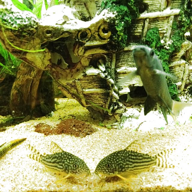 shishaさんの実例写真