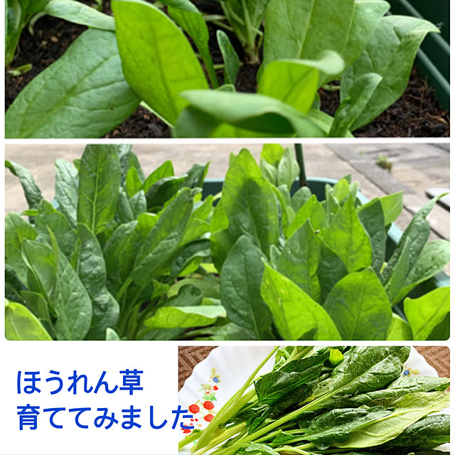 eshinobumさんの実例写真