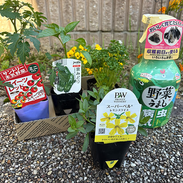 alchoさんの部屋