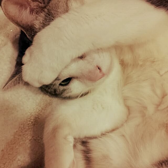 emmyyさんの実例写真