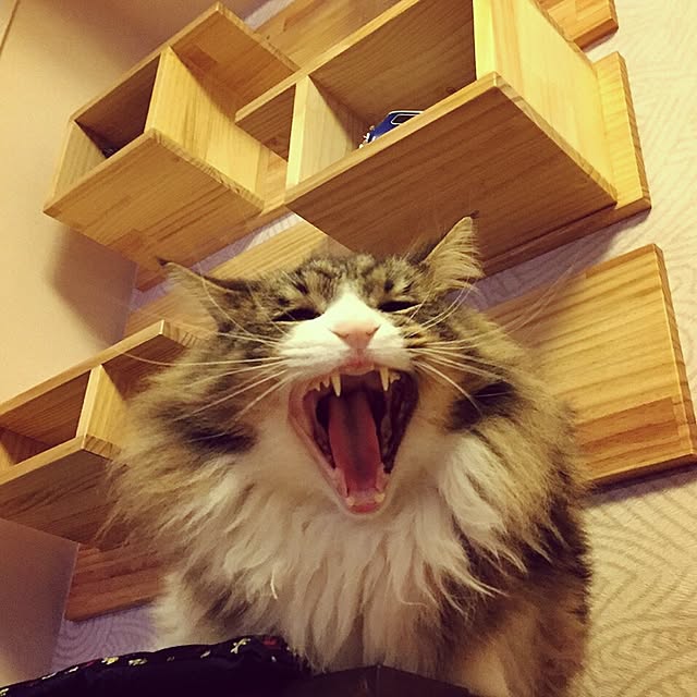 6さんの実例写真