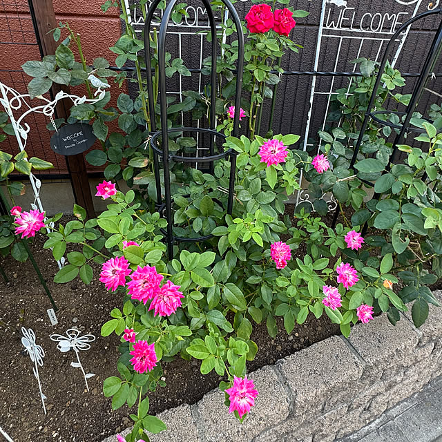 RoseLife5818さんの部屋
