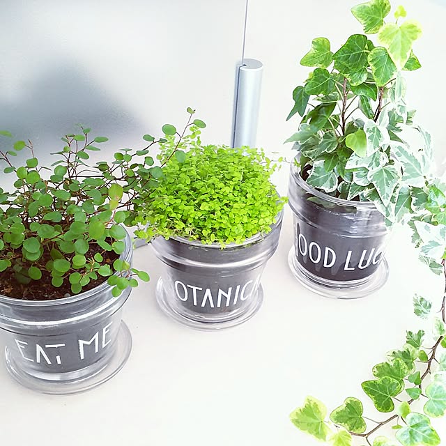 観葉植物/棚のインテリア実例 - 2017-03-10 13:15:36