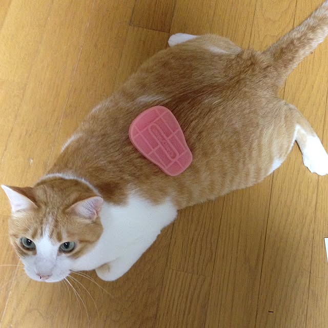 Kinanさんの実例写真