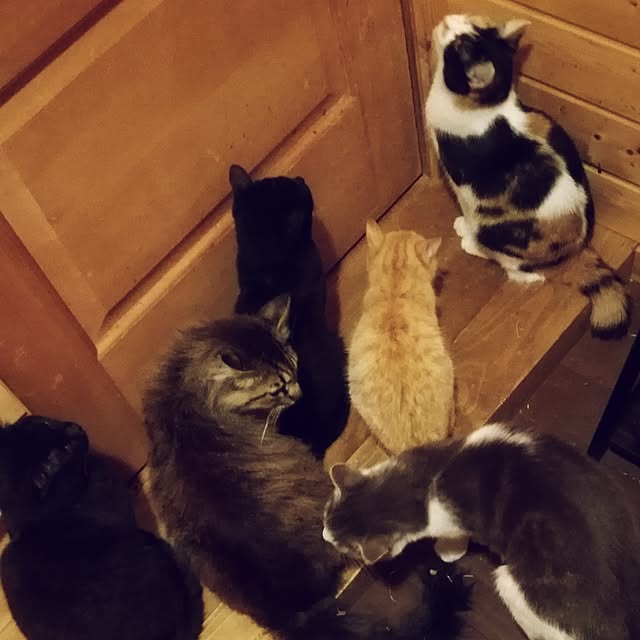 Maki-nekomamireさんの実例写真