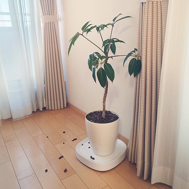 nicoさんの部屋