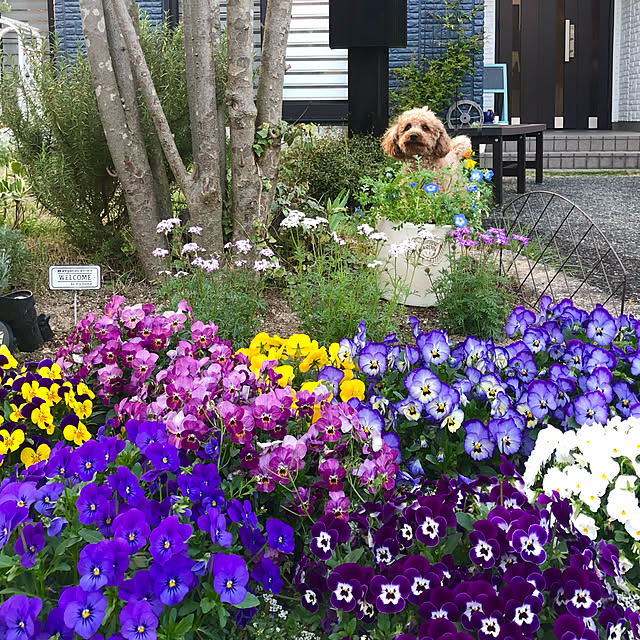 blueberryさんの実例写真