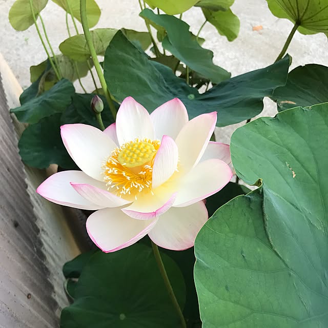 upaさんの実例写真