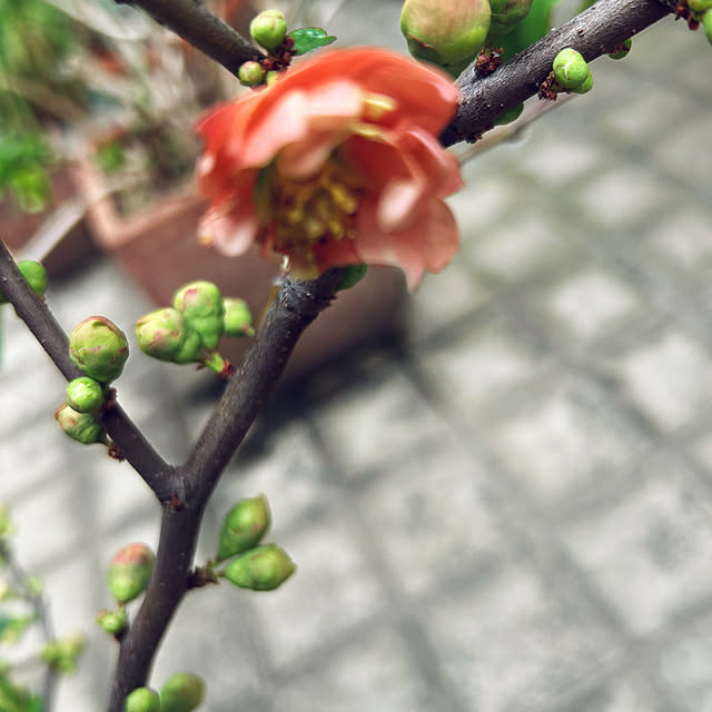 happy-sachiさんの実例写真