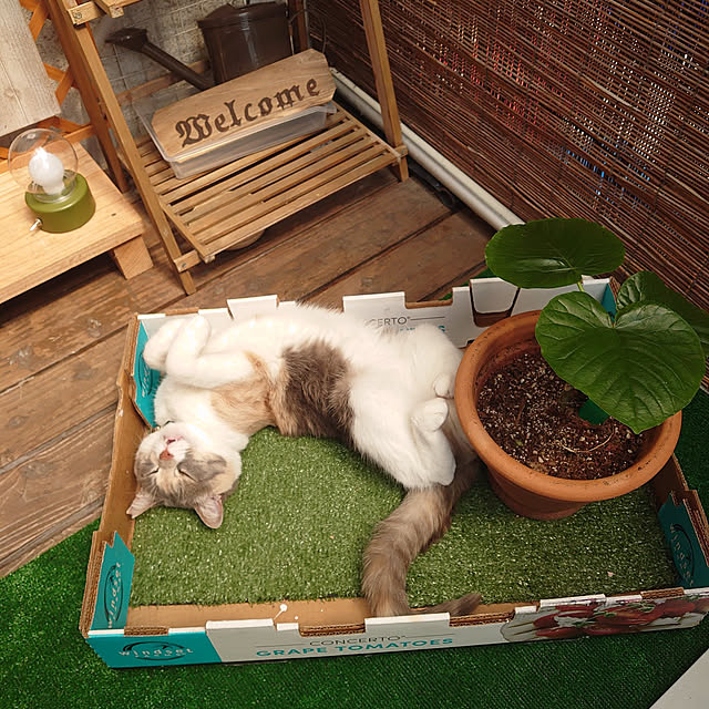 fukuさんの実例写真