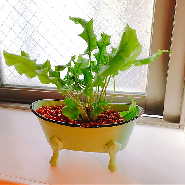 Kurehaさんの実例写真