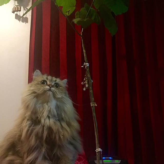 butachanさんの実例写真