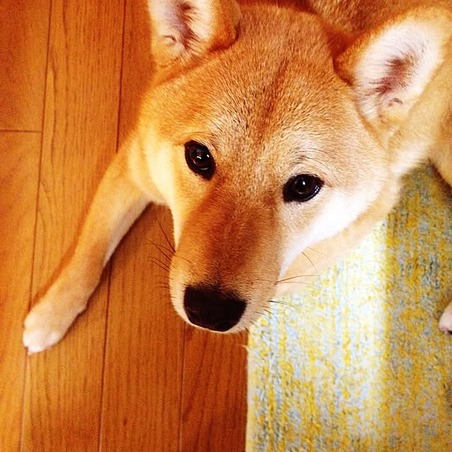 botanさんの実例写真
