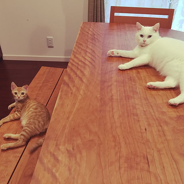 maributaさんの実例写真